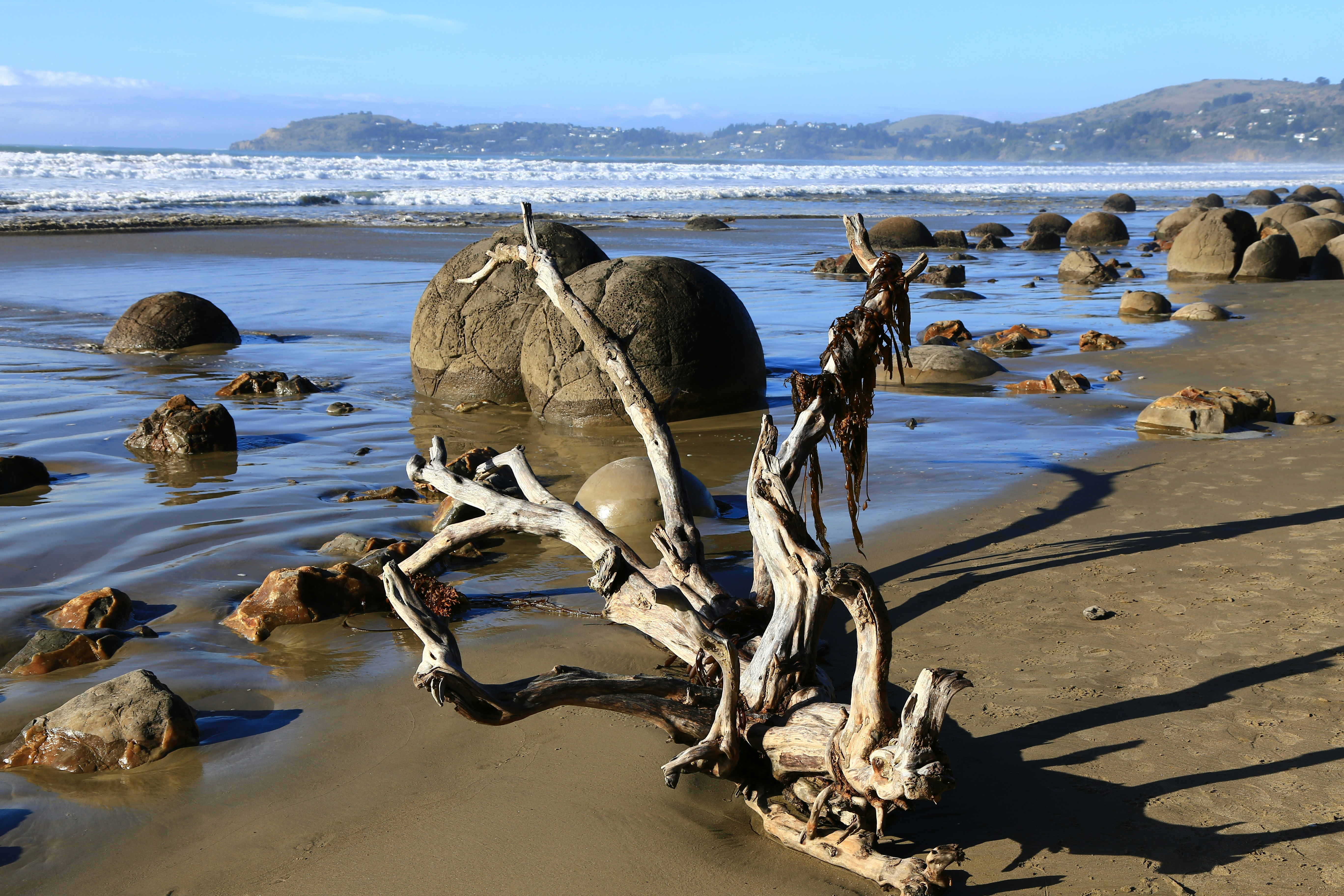 brown wood log on beach during daytime